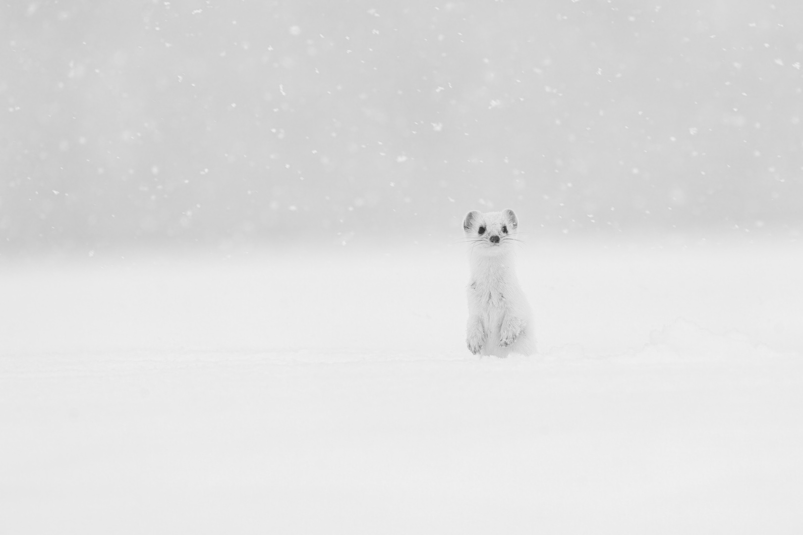 Hermelin im Schneegestöber