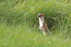 Hermelin im Sommerfell