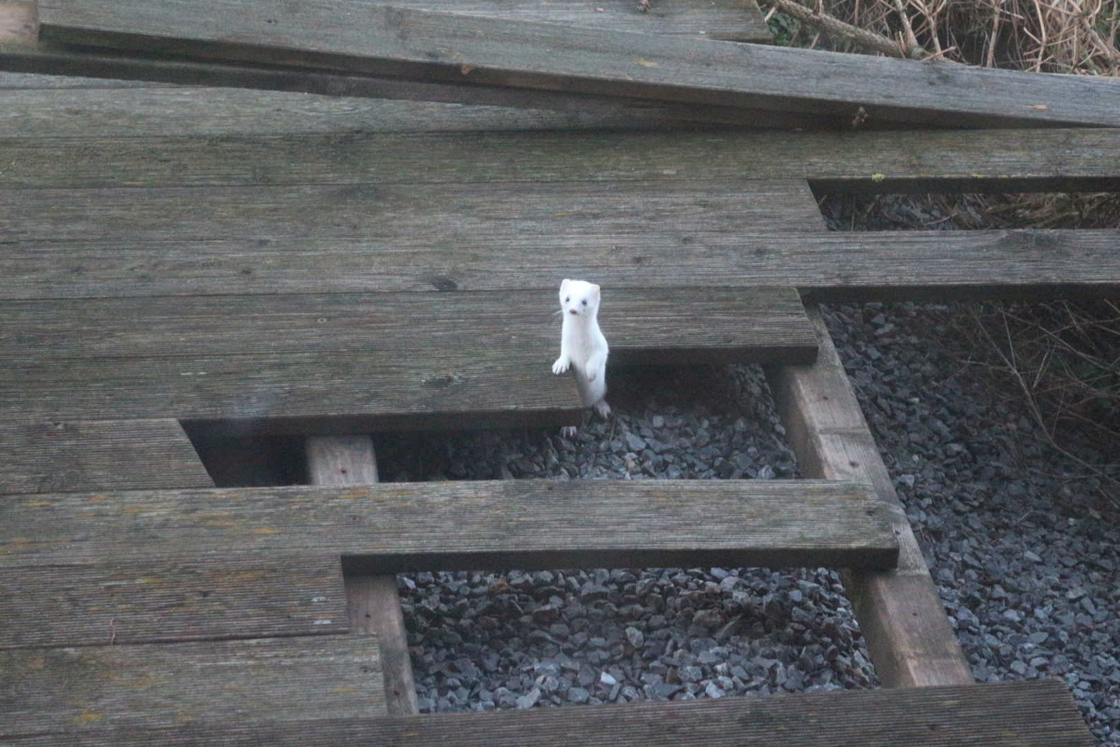 Hermelin im Winterpelz