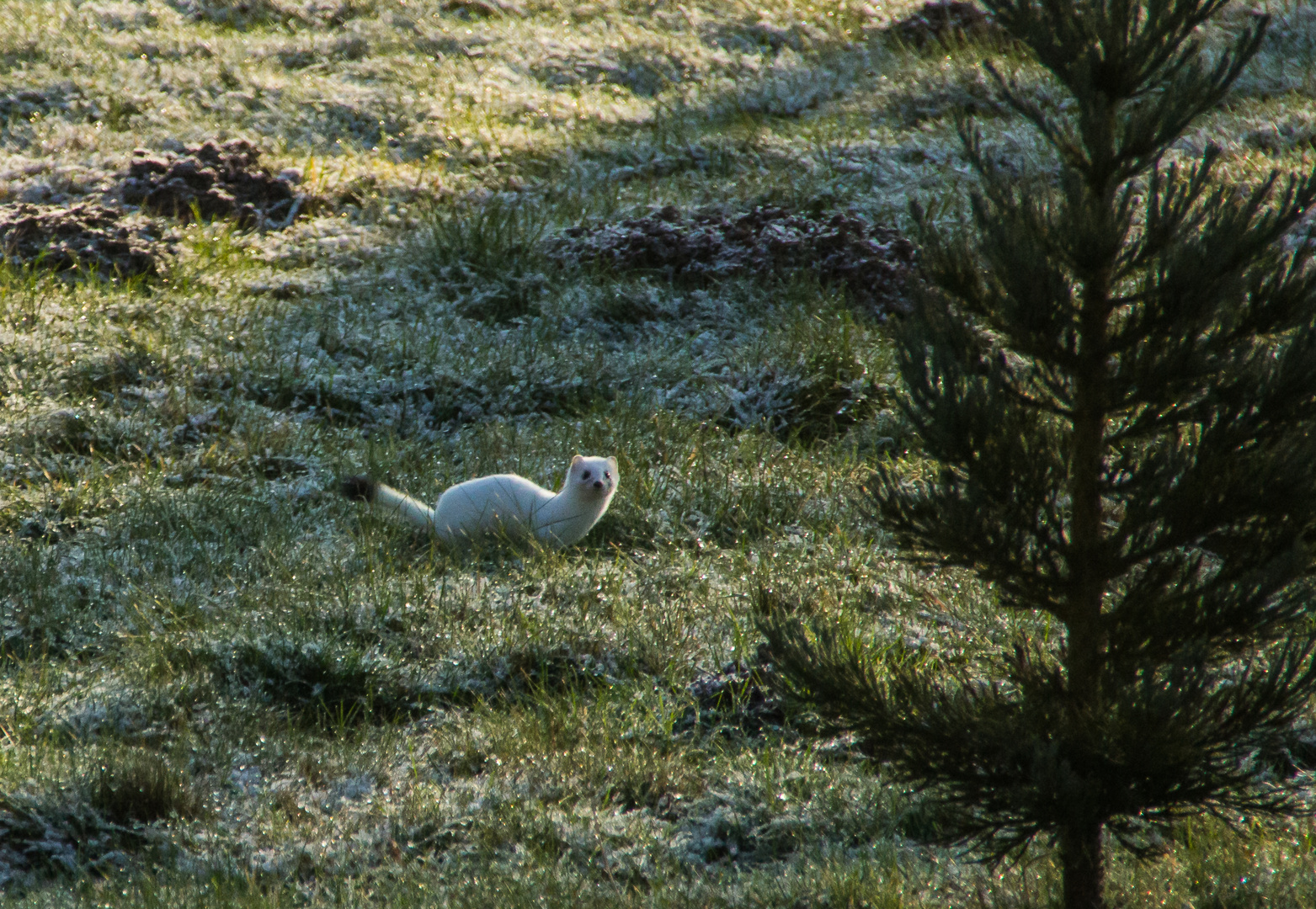 Hermelin in meinen Garten