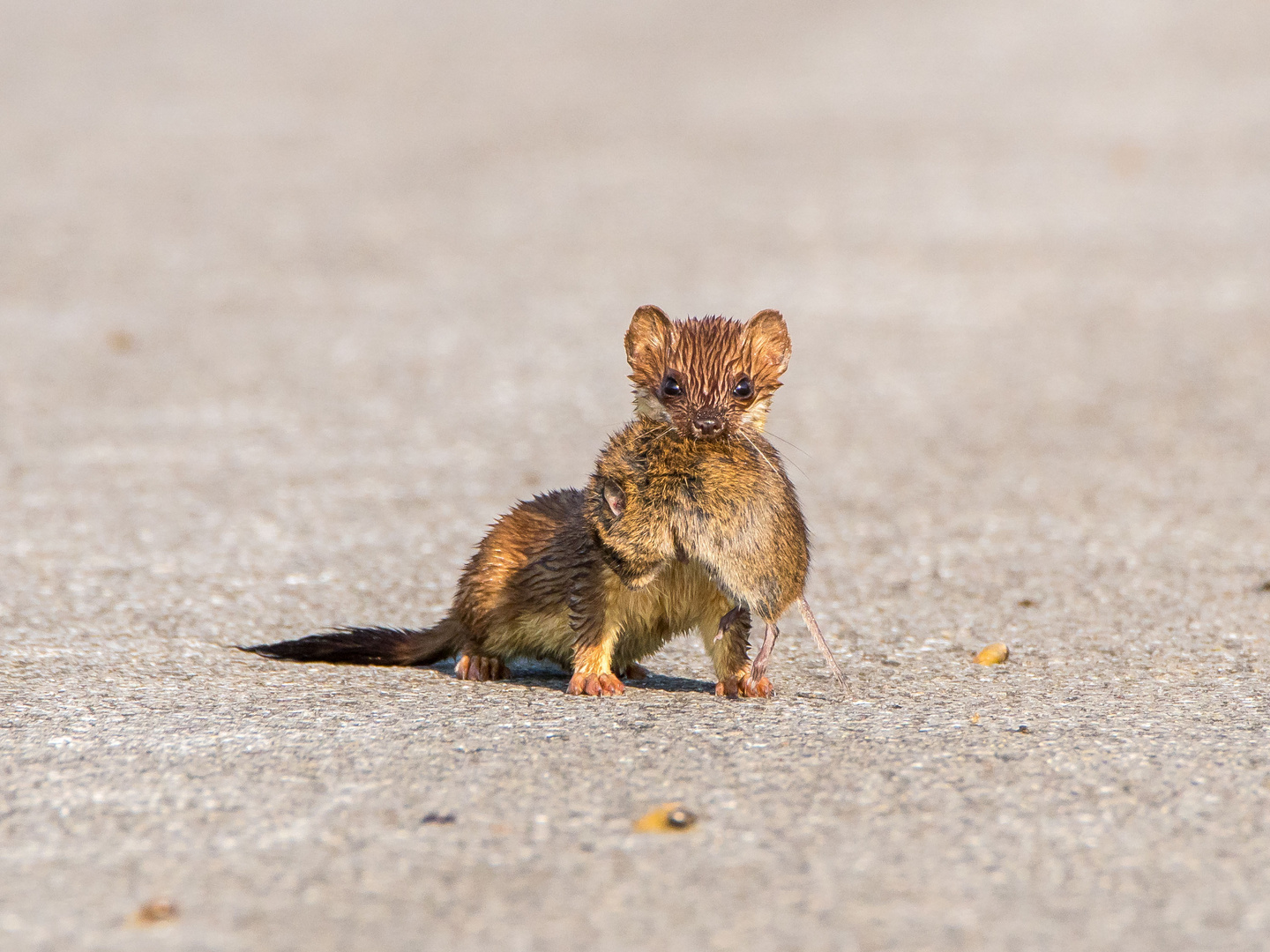 Hermelin mit Maus