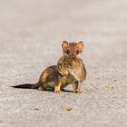 Hermelin mit Maus