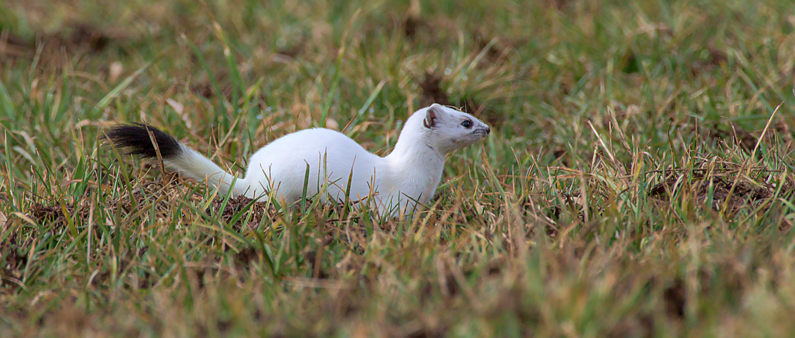 Hermelin (Mustela erminea) 2