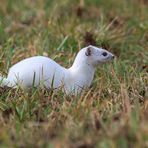 Hermelin (Mustela erminea) 2