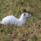 Hermelin (Mustela erminea) 2