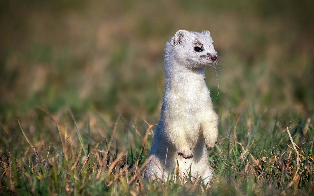 Hermelin ( Mustela erminea)