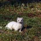 Hermelin (Mustela erminea)