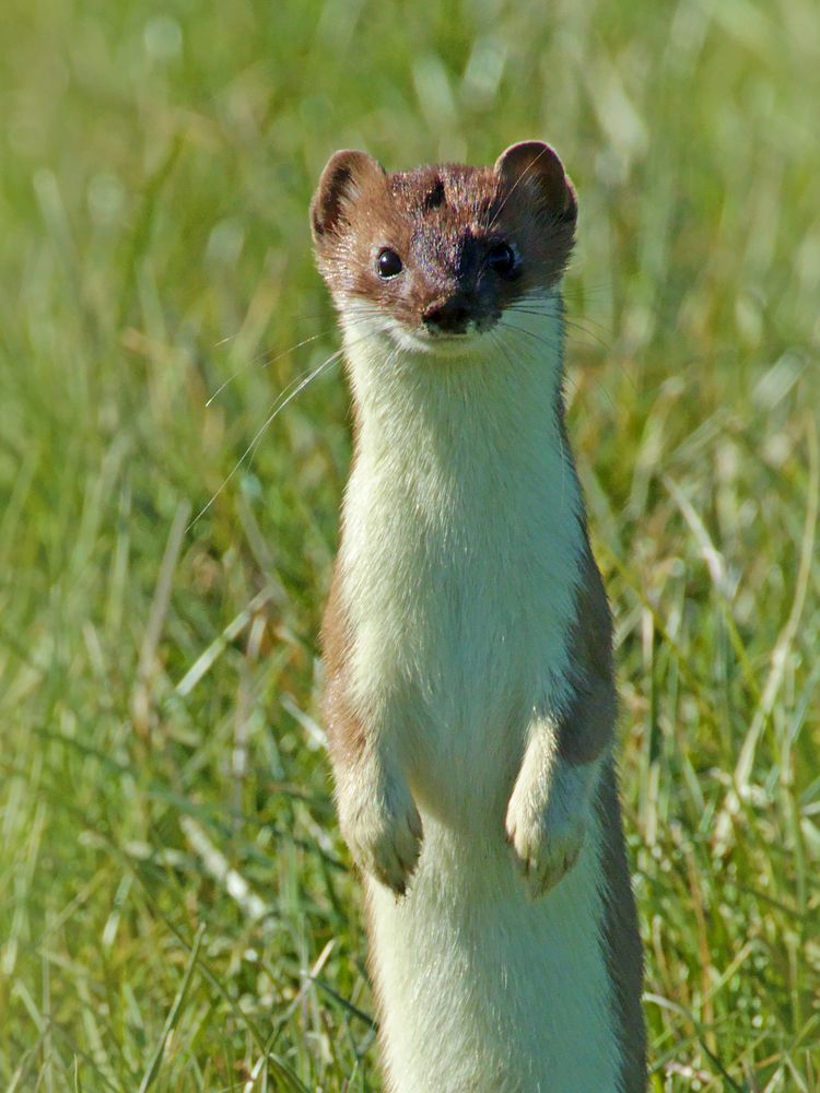 Hermelin (Mustela erminea) Foto & Bild spezial, natur, tele Bilder