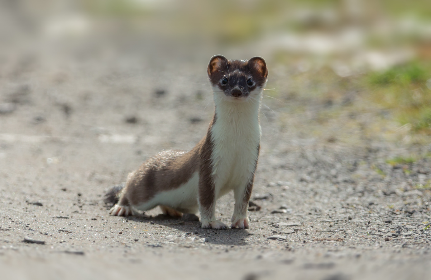 Hermelin  Mustela erminea