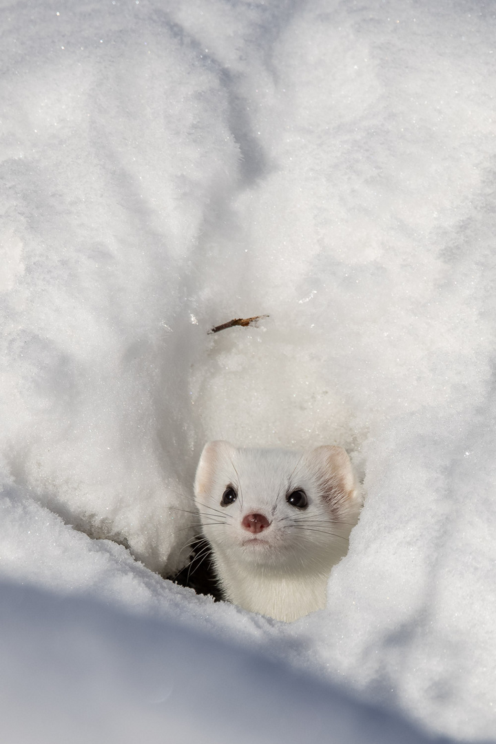 Hermelin (Mustela erminea)