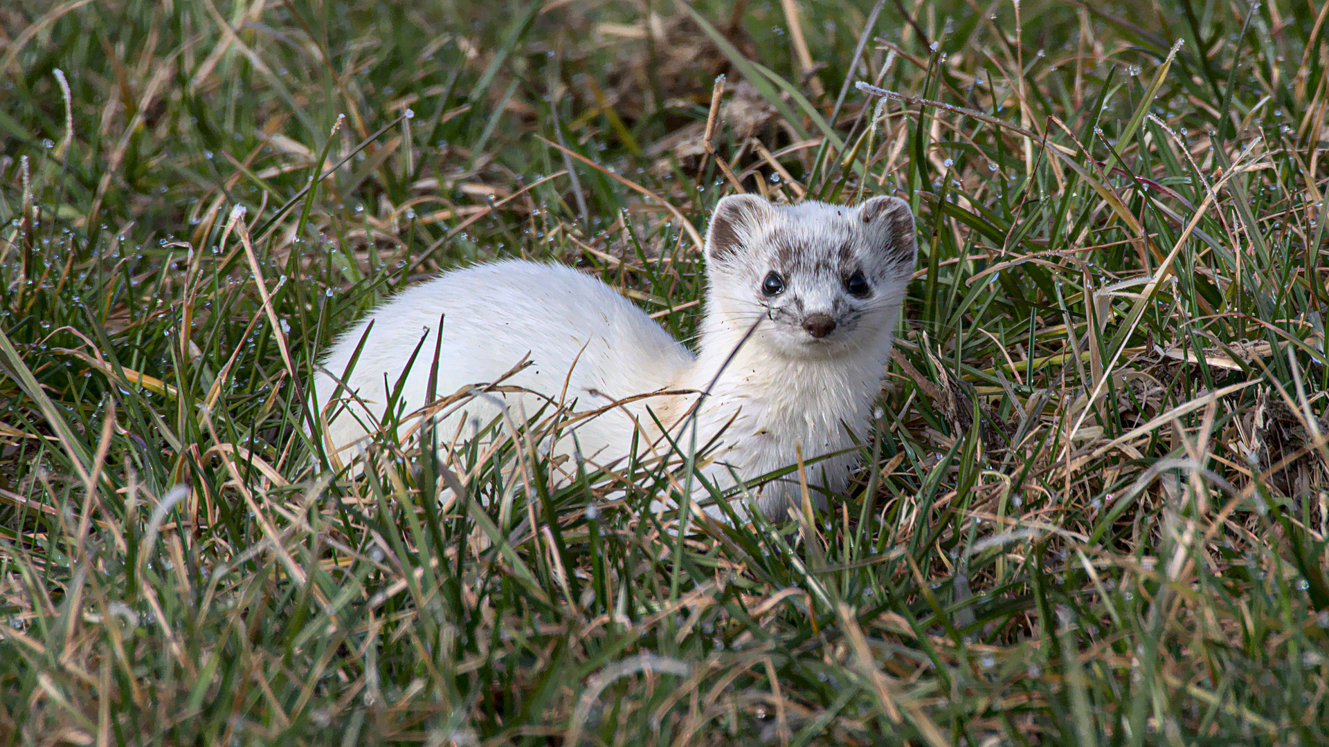 Hermelin (Mustela erminea) 4