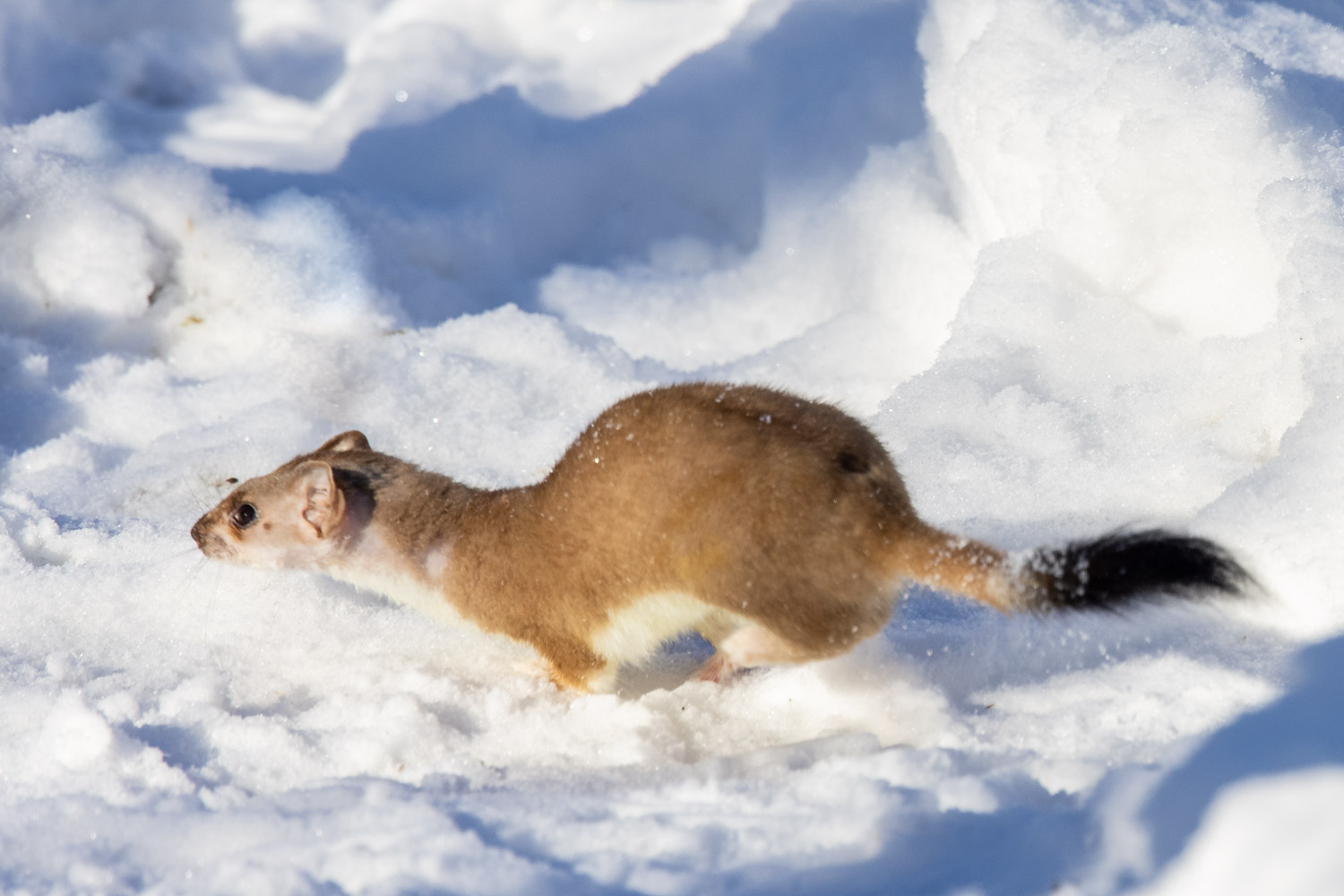 Hermelin (Mustela erminea)