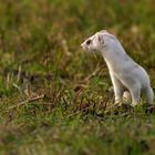 Hermelin (Mustela erminea)