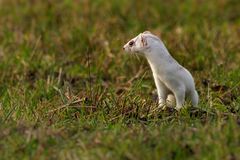 Hermelin (Mustela erminea)