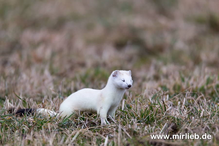 Hermelin (Mustela erminea)