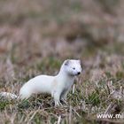 Hermelin (Mustela erminea)