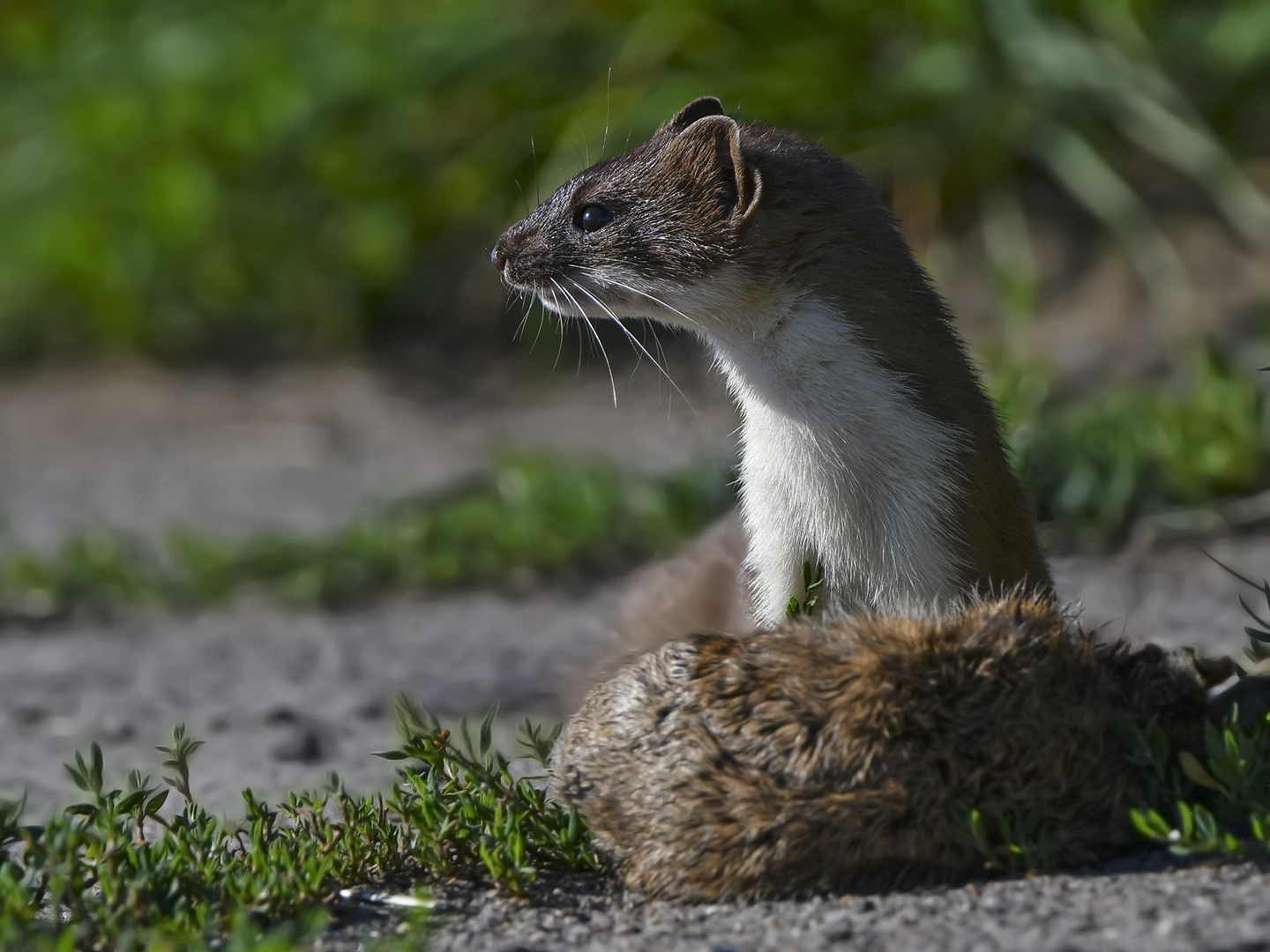 Hermelin (Mustela erminea)