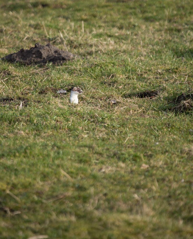 Hermelin  (Mustela erminea)