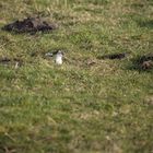 Hermelin  (Mustela erminea)