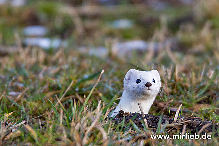 Hermelin (Mustela erminea)