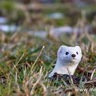 Hermelin (Mustela erminea)