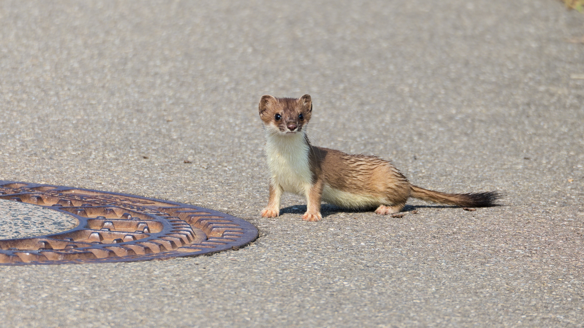 Hermelin (Mustela erminea)