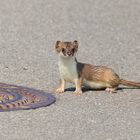 Hermelin (Mustela erminea)