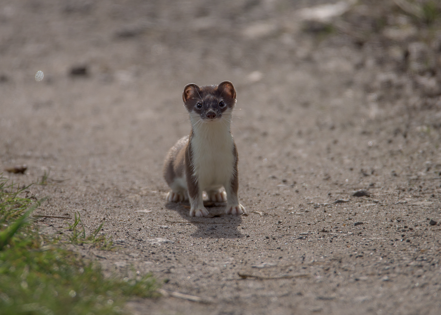 Hermelin (Mustela erminea)