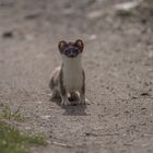 Hermelin (Mustela erminea)