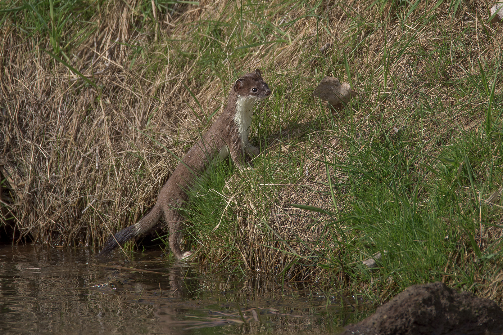 Hermelin (Mustela erminea)