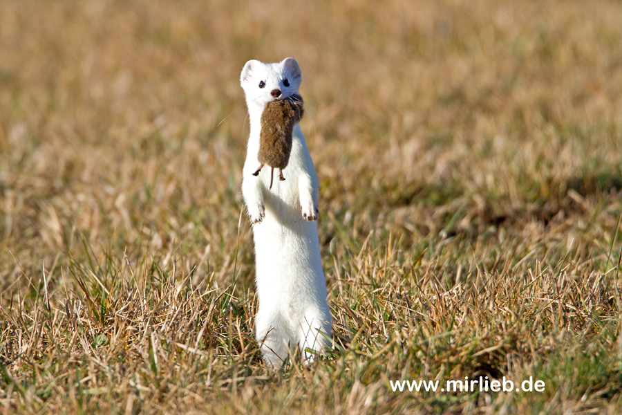 Hermelin (Mustela erminea), mit Beute