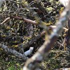 Hermelin Versteck IMG_7643