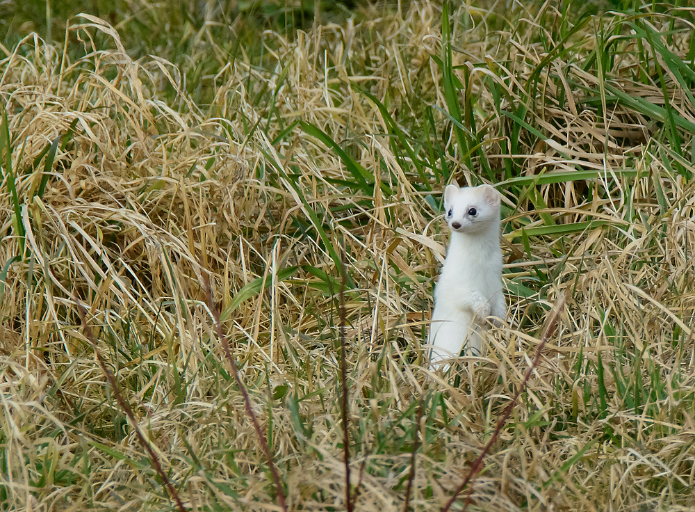 Hermelinchen