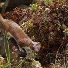 Hermelindame  auf der Jagd