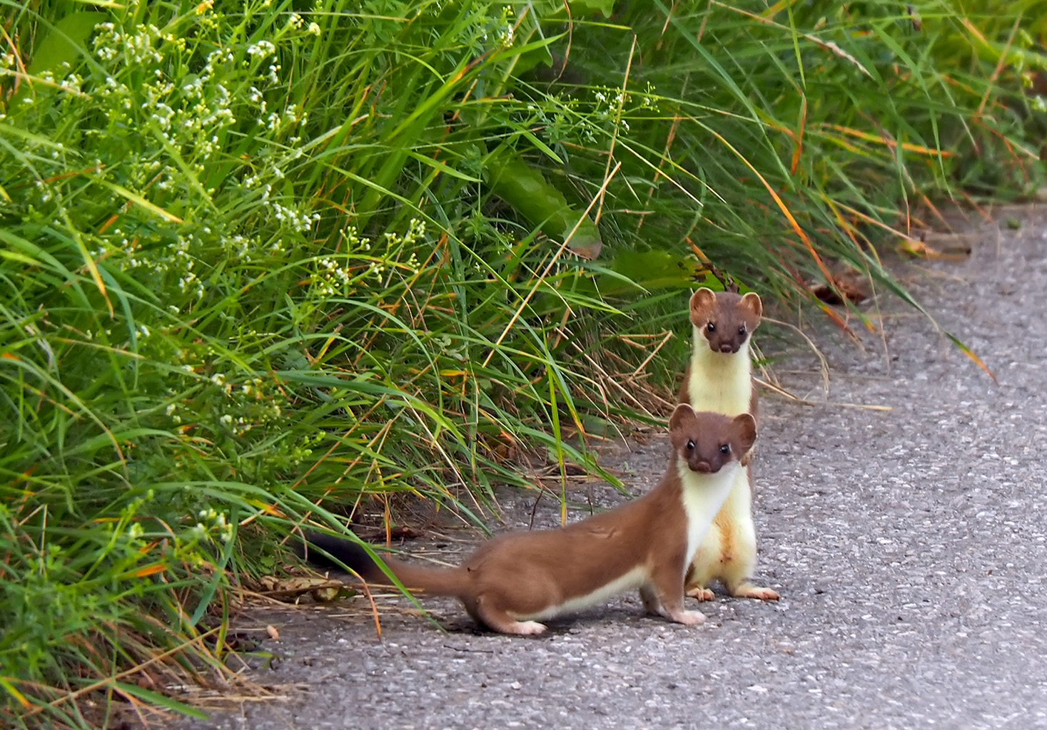 Hermeline (Mustela erminea) auf meinem Weg! - Deux hermines sur mon chemin...