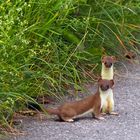 Hermeline (Mustela erminea) auf meinem Weg! - Deux hermines sur mon chemin...