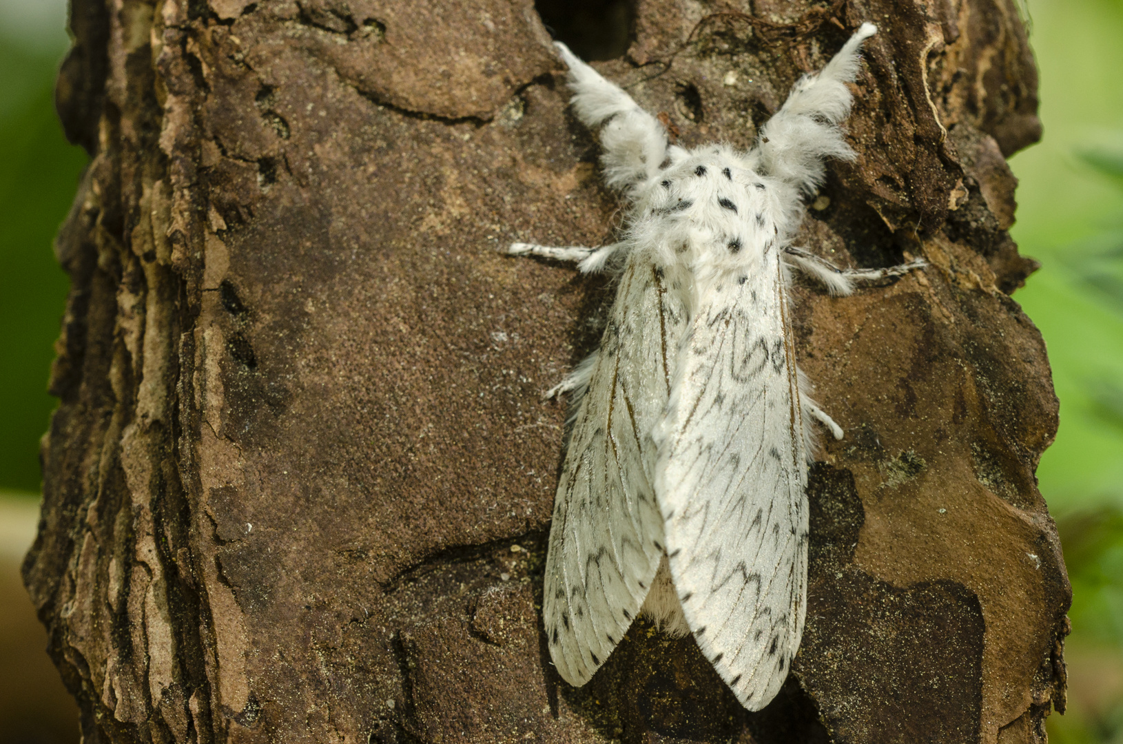 Hermelinspinner (Cerura erminea)