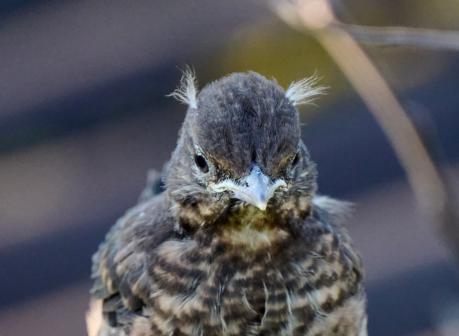 Hermes, die junge Amsel