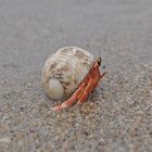 Hermid Crab