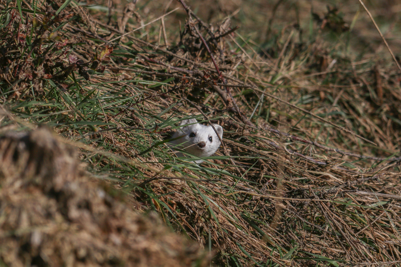 Hermine blanche dans l'herbe