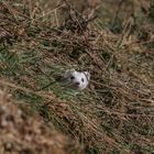 Hermine blanche dans l'herbe