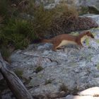 hermine d ete dans le mercantour