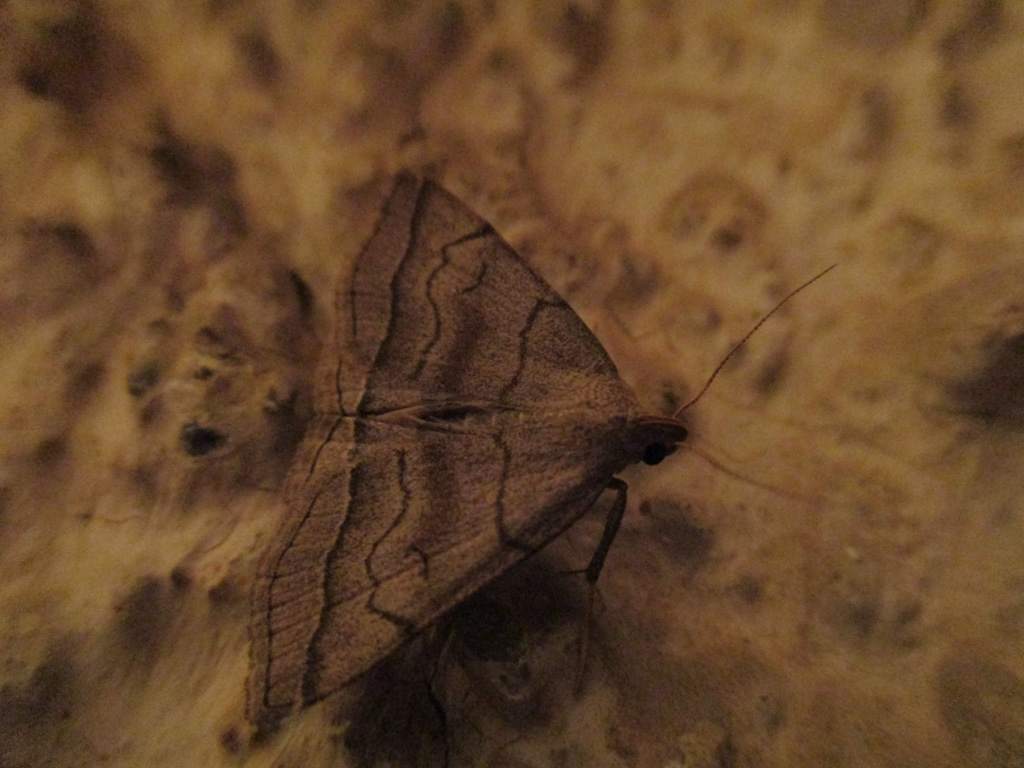 Herminia tarsicrinalis- braungestreifte Spannereule zu Besuch am Abend an der Hausmauer 