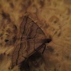 Herminia tarsicrinalis- braungestreifte Spannereule zu Besuch am Abend an der Hausmauer 