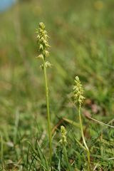 Herminium monorchis - Ganze Pflanze/untersch.Wachstumsstadien