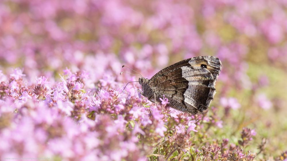 hermione, alcyone.............. 