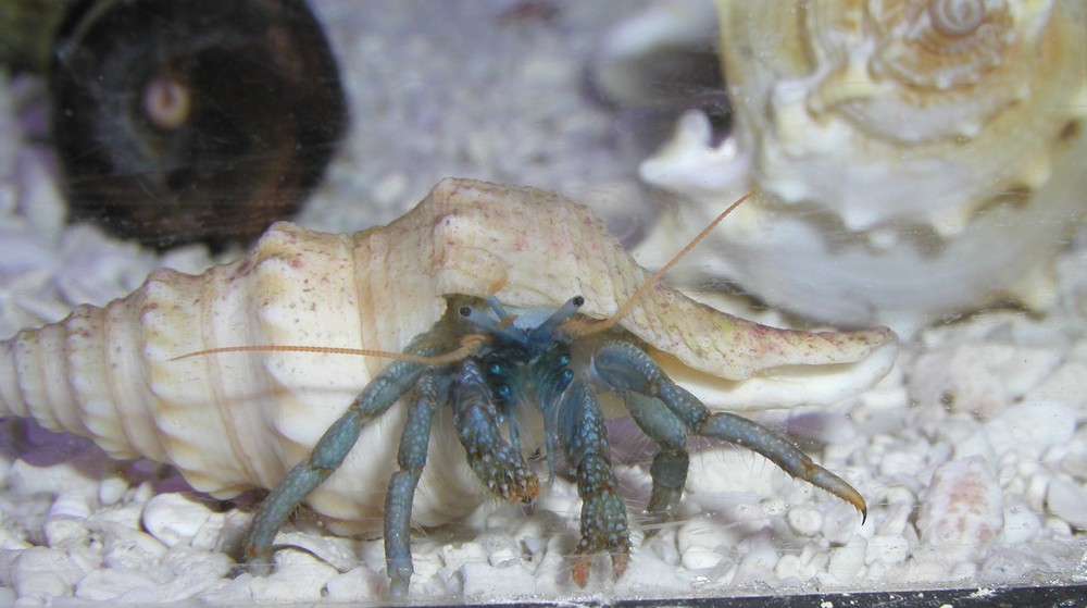 Hermit crab