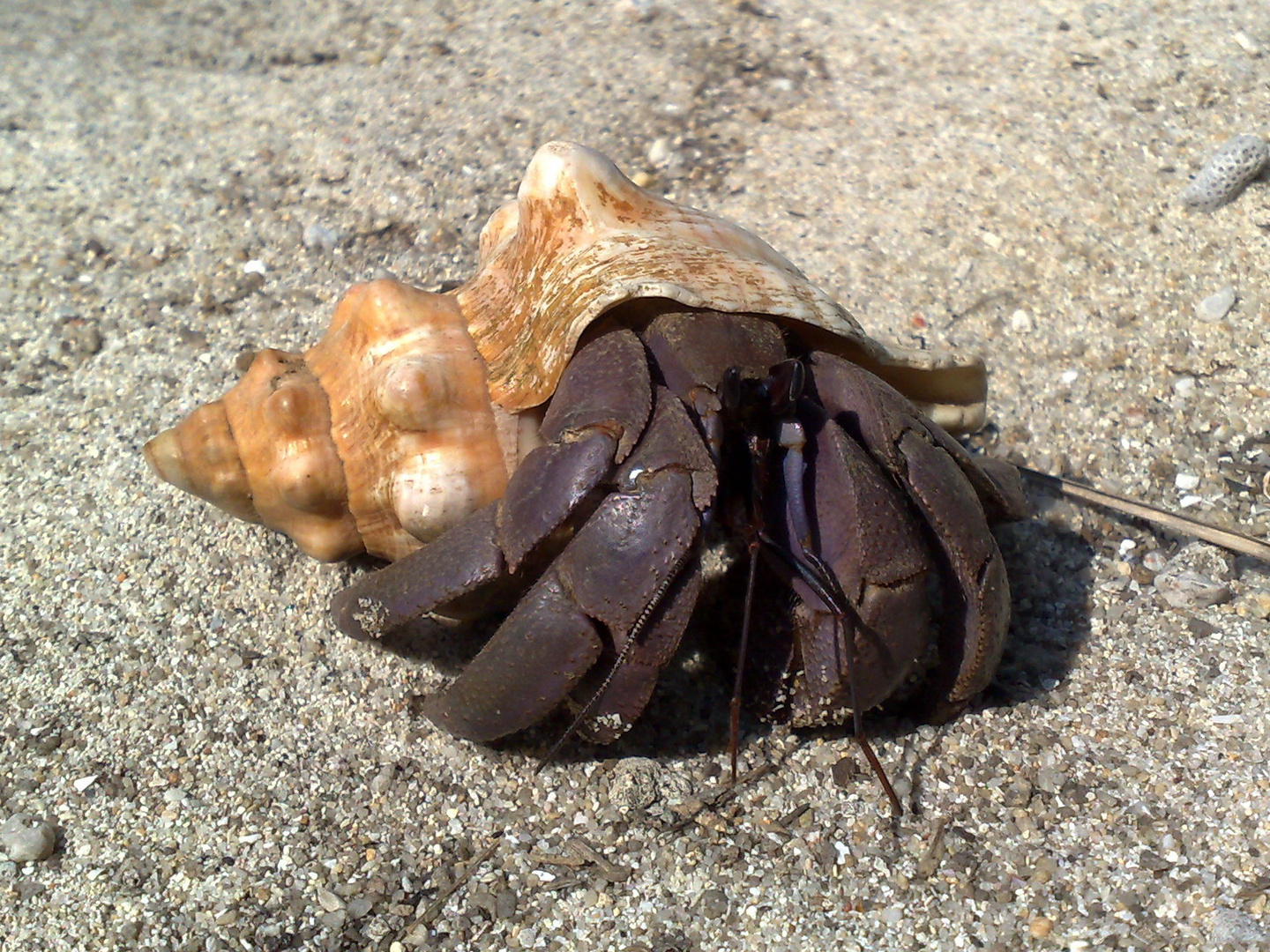 Hermit Crab