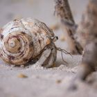 Hermit Crab