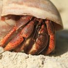 Hermit crab